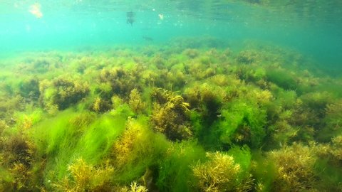 Green and brown algae seaweeds underwater in the Atlantic ocean, Spain, Galicia, Pontevedra
