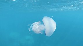 Jellyfish in the sea (Rhizostoma pulmo), Mediterranean, France