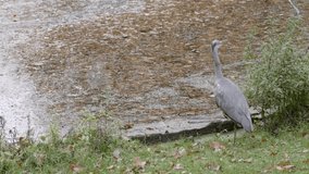Gray heron takes off from the shore of a lake. Slow motion 4K