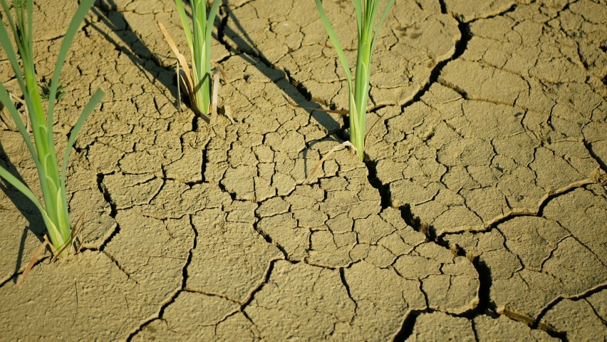 Drought cracked pond wetland, swamp very drying up the soil crust earth climate change, environmental disaster and earth cracks very, death for plants and animals, soil dry degradation Royalty-Free Stock Footage #1063567342