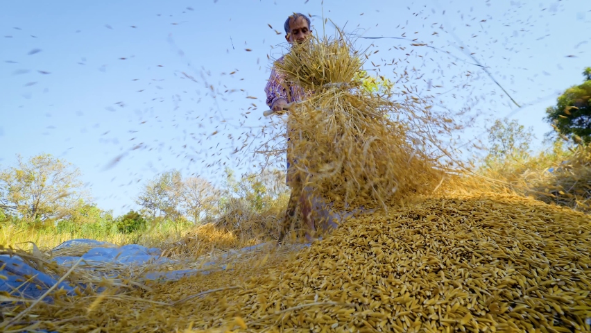 Senior farmer hitting on raw dry rice paddy for collect rice seeds out on the ground with traditional process agriculture after harvesting. 4K | Shutterstock HD Video #1063572076