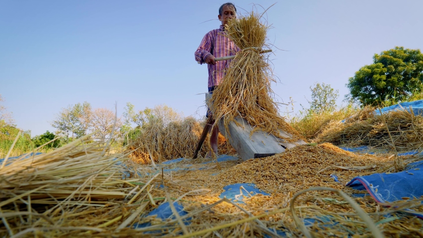 Senior farmer hitting on raw dry rice paddy for collect rice seeds out on the ground with traditional process agriculture after harvesting. 4K | Shutterstock HD Video #1063572085