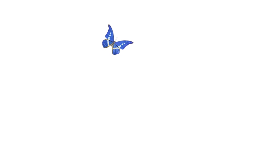 Shutterstock video thumbnail