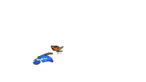 Two butterflies flying around freely. 3D rendering animation, Morpho Helena