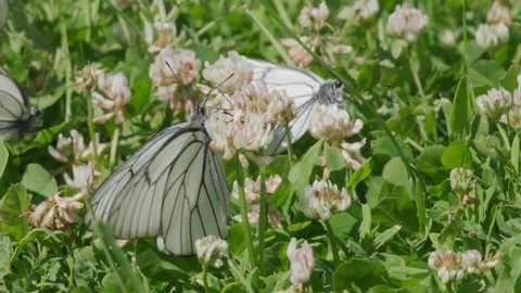 Aporia crataegi, Black Veined White butterfly in wild. White butterfly on white clover flower. Slow motion 120 FPS