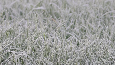 Green grass with morning frost. 