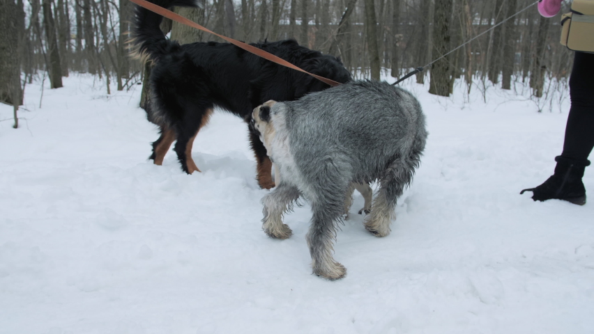 Dogs of different breeds meet on a walk. Winter park, cold weather. Pug dog evening walking. Pug dog, Bernese mountain dog and Kerry blue terrier sniffing each other. Big and small dogs