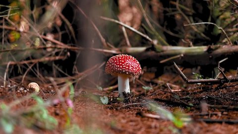 Amanita muscaria mushroom in forest in fall time in natural light