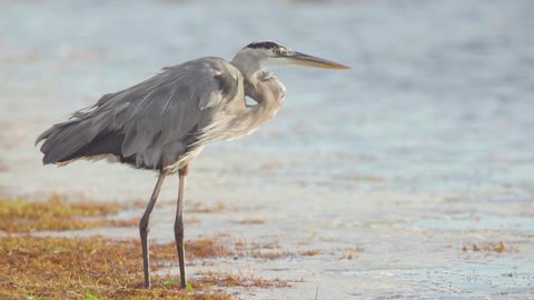 great blue heron moving leg along seaweed on windy beach shore in slow motion