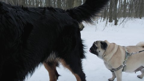 Pug dog sniffing Bernese mountain's butt. Dogs meeting. Winter park. Funny concept of big and small dogs. 
