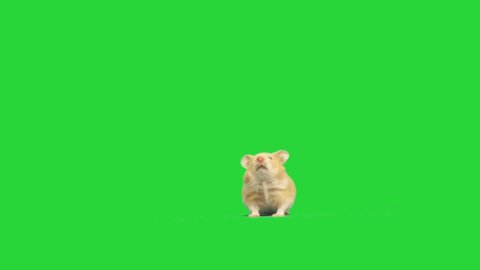 Syrian hamster on a green screen