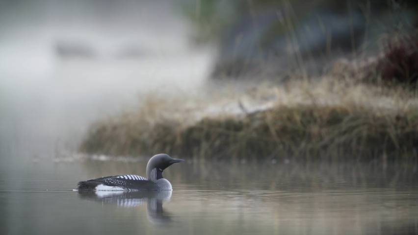 black-throated loon in the mist