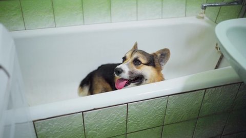 Happy Pregnant Welsh Corgi Pembroke, Why Does My Dog Like To Lay In The Bathtub