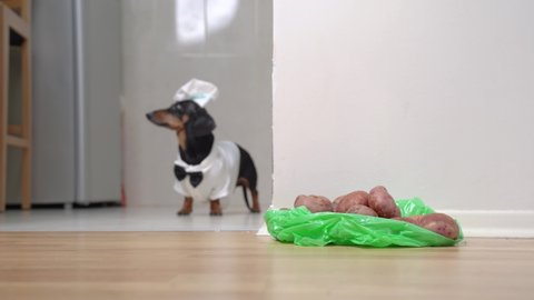 Funny dachshund in costume of chef with hat is going to cook delicious family dinner, so he drags playfully plastic bag of raw potatoes to the kitchen.