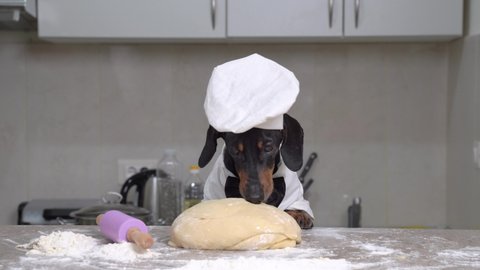 Dachshund is going to bake pie, but made very tasty dough that could not resist and began to eat it. Naughty dog stealthily eats food from table while owner is not in kitchen