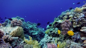 Coral reef. The marine life of tropical fish. Video under water.
