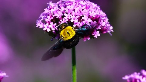 Slow motion 240fps carpenter bee VERBENA BONARIENSIS purple flowers in a home garden on a bright and sunny spring morning	