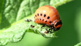 Colorado beetle (Leptinotarsa decemlineata) larva eating leaf of potato plant in 4K VIDEO. Close-up of insect pest causing huge damage to harvest in farms and gardens.