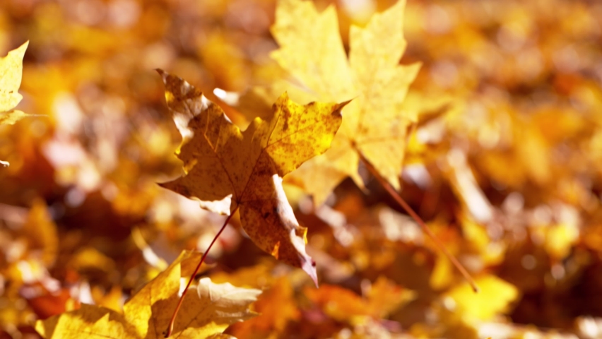Super slow motion of falling autumn maple leaves. Filmed on high speed cinema camera, 1000 fps. Royalty-Free Stock Footage #1063589365