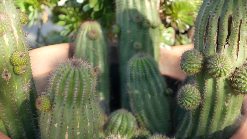 Cactus succulent plant, California USA. Desert flora, arid climate natural flower, botanical close up background. Green ornamental unusual houseplant. Gardening in America, grows with aloe and agave.