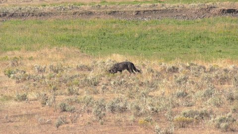 Black wolf walking in field smells something then stops to eat. Stock 4k footage.