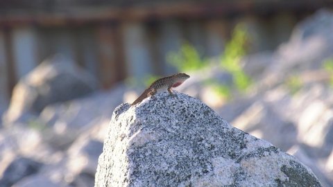 Common brown anole showing his red. Stock 4k footage.