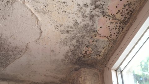 Covid-19 and black fungus in India. Mold in house. Black mold on walls