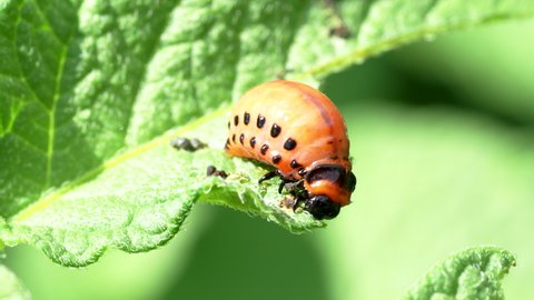 Colorado beetle (Leptinotarsa decemlineata) larva eating leaf of potato plant in 4K VIDEO. Close-up of insect pest causing huge damage to harvest in farms and gardens.