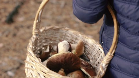 Collect mushrooms. Basket with collected mushrooms in the forest.
