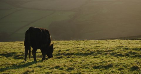 A black cow, almost in silhouette grazing at dusk in a cobweb filled British field.