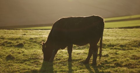 A slow motion shot of a black cow, in silhouette, at dusk, grazing in a green field. The grass is full of cobwebs and the last glow of sun paints the field in a golden light. Shot in 50fps in 4k.