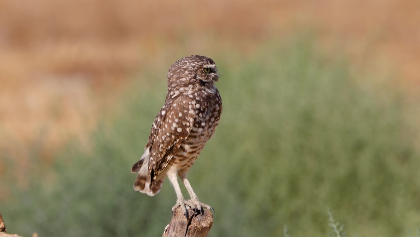 Cute Burrowing Owl Shot in the Desert Near Los Angeles Royalty-Free Stock Footage #1063600054