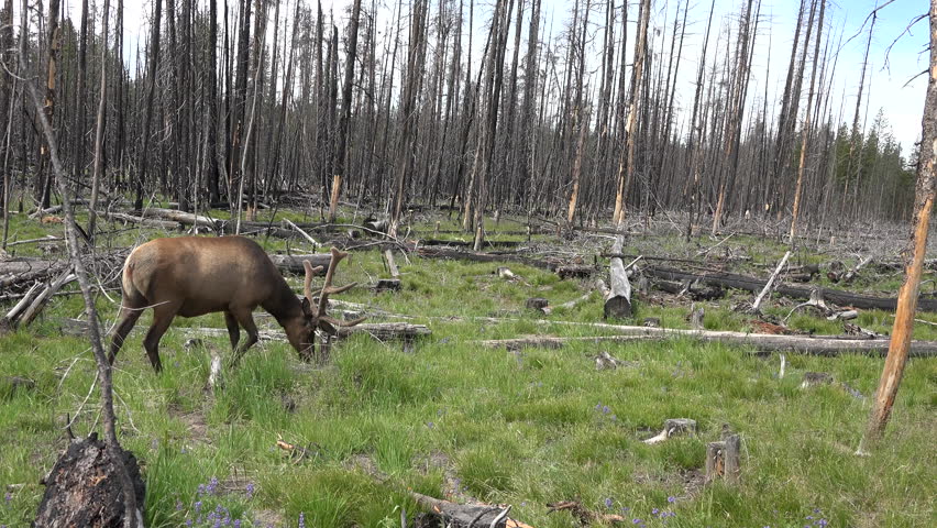 Bull Elk walking burnt forest Yellowstone NP 4K. Forest fire kills many animals and takes needed grazing and feed away. Yellowstone provides summer range for an estimated 30,000 elk or Wapiti.