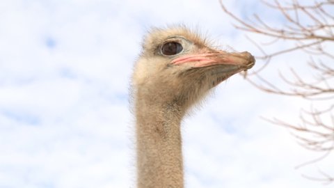 the head of an ostrich against a white sky opens its mouth. dirty ostrich mouth area