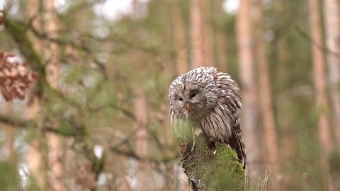 Ural owl eating hunted mouse. Owl in the forrest on a tree stump with prey in claws. Smooth slow motion shot in 100fps
