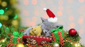 Video cute kitten sleeps and hugs toy bearon festive background with christmas tree. 