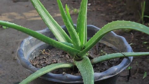 Aloe vera plants thrive in garden pots. Aloe vera is a plant species with thick fleshy leaves of the genus Aloe.