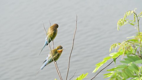 beautiful in nature scene of blue tailed bee-eater birds or merops philippensis bird perched on tree branch over water background in the lagoon