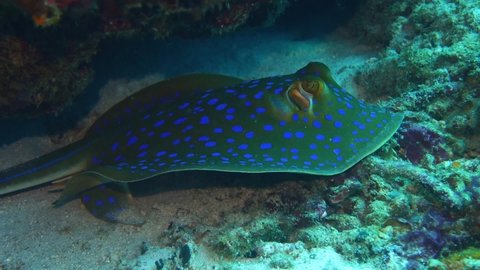 Bluespotted ribbontail stingray resting on coral reef, underwater