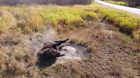 on a hot summer day a random bison feral water buffalo takes a refreshing sand bath to cool off in a sandpit by the side of a forest highway freeway road in a field just steps from his pack family