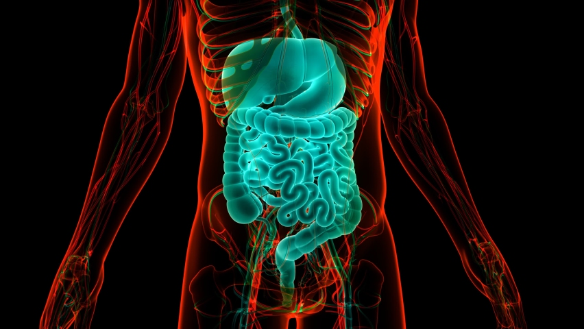 Human Digestive System with Circulatory Stock Footage Video (100%