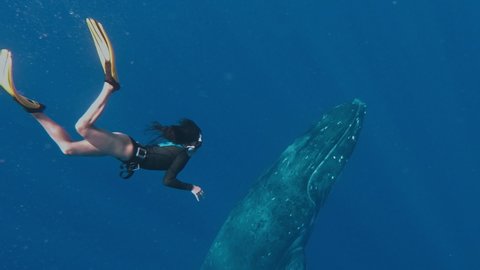 Girl engaging snorkeling swimming under the water to the whale. Woman in a swimming suit freediving at the depth of the sea and studying wildlife. Incredible beauty combining with a new experience