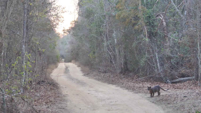 Madagascar Fossa Animal Crossing The Road Around Kirindi National Park