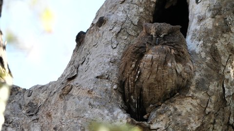 Madagascar Scops Owl (Otus Rutilus) Sleeping, Kirinidi National Park