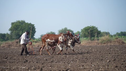 Indian farmer or labor working with bull in agriculture field 