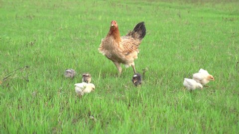 Mother chickens and chicks forage in the middle of a green field. Chicken family