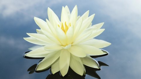 Close-up time lapse of white lotus waterlily opening and blooming in pond. 