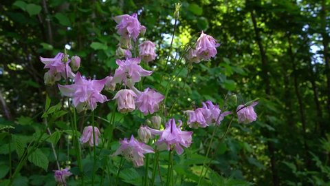 Wild flowers with bright, pink lilac blossoms in the forest - Common Columbine - Aquilegia vulgaris