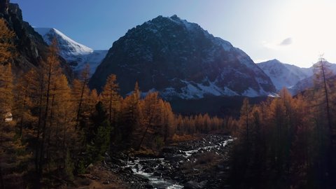 Mount Karatash and Yellow Larches in Aktru Valley in Autumn. The Altai Mountains. Russia. Aerial View. Drone Flies Forward and Upwards
