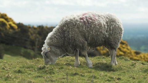 Sheeps farm field countryside nature